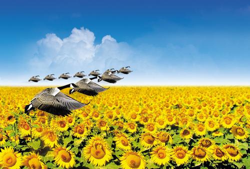 µW(wng)վ(yu)r(sh)(du)朵Ďc(din)h